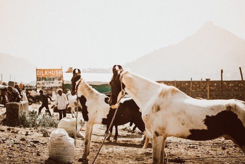 Horse Riding at pushkar fair-1